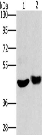HTR3C Antibody