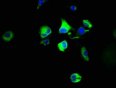 HTR4 Antibody