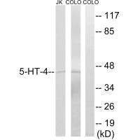 HTR4 Antibody