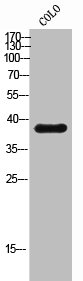 Htr5b Antibody