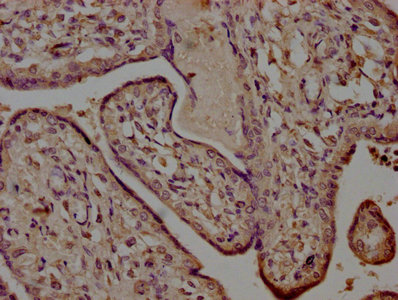 HTRA1 Antibody