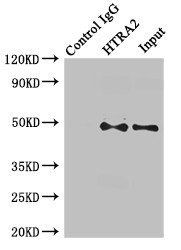 HTRA2 antibody