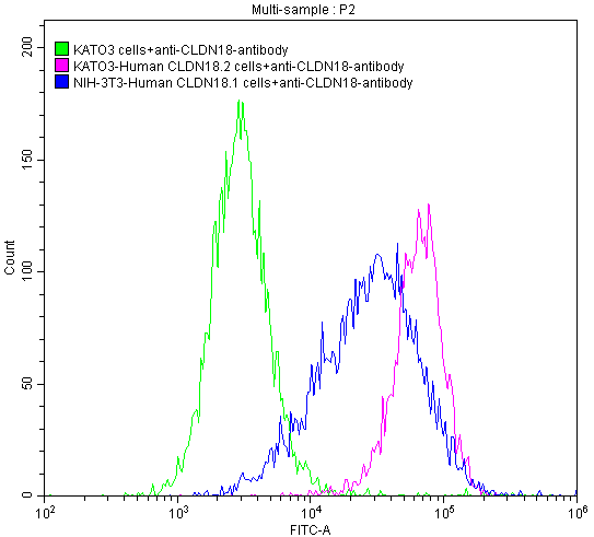 CLDN18 Recombinant Monoclonal Antibody