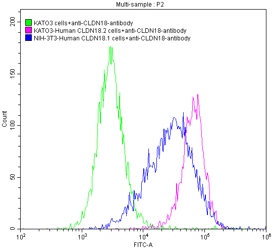 CLDN18 antibody