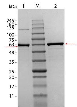 Human AKT1 mutant (phospho-T308A) protein