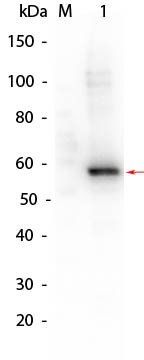 Human AKT2 (phosphatase treated) protein