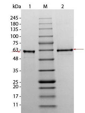 Human AKT3 (phosphatase treated) protein