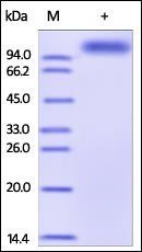 Human ALCAM Protein, Fc Tag