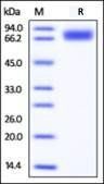 Human B7-1 Protein, Fc Tag