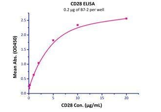 Human B7-2 / CD86 Protein