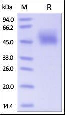 Human B7-2 Protein, His Tag