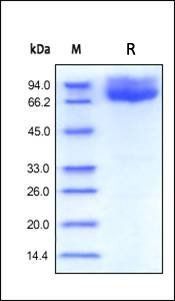 Human B7-2 Protein, Fc Tag
