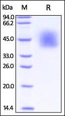 Human B7-H2 Protein, His Tag