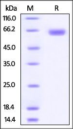 Human B7-H3 Protein, Fc Tag