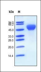 Human BMPR-1A Protein, Fc Tag
