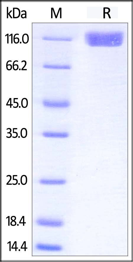 Human CD117 Protein, Fc Tag