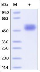 Human CD14 Protein, His Tag