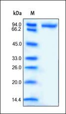 Human CD14 Protein, Fc Tag