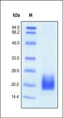 Human CD3 delta Protein, His Tag