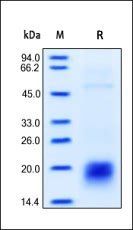 Human CD3 epsilon Protein