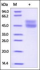 Human CD3 epsilon Protein, Fc-His Tag