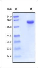 Human CD40 Protein, Fc Tag
