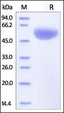 Human CD47 Protein, Fc Tag