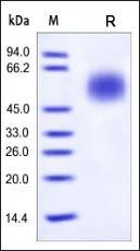 Human CD55 Protein, His Tag