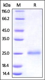 Human CD99 Protein, His Tag
