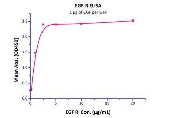 Human EGF R Protein