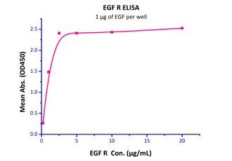 Human EGF R Protein, His Tag