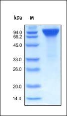 Human EGF R Protein, Fc Tag