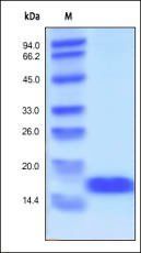 Human FGF basic Protein