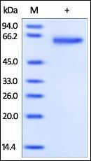 Human GFR alpha-1 Protein, His Tag