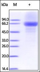 Human IL-12A Protein, Fc Tag