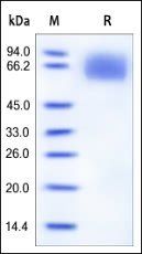 Human IL-6 R alpha / CD126 Protein