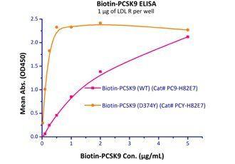 Human LDL R Protein, His Tag