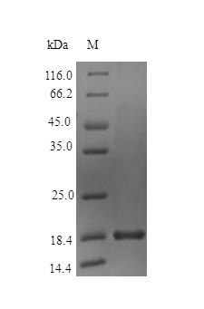 Human MANF protein (Active)