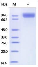 Human Neprilysin / MME / CD10 Protein