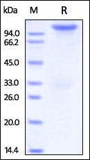 Human Neuropilin-1 Protein, Fc Tag