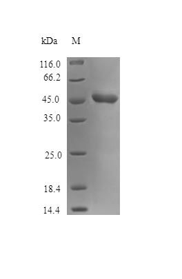 Human PAI2 protein (Active)