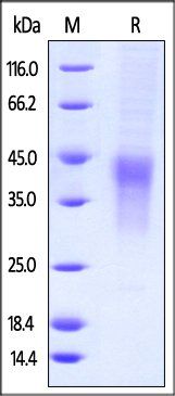 Human PD-1 / PDCD1 Protein