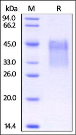 Human PD-1 / PDCD1 Protein