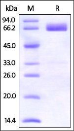 Human PD-L1 / B7-H1 Protein