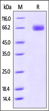 Human PD-L1 Protein, mFc Tag