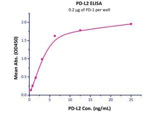 Human PD-L2 / B7-DC Protein