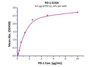 Human PD-L2 / B7-DC Protein