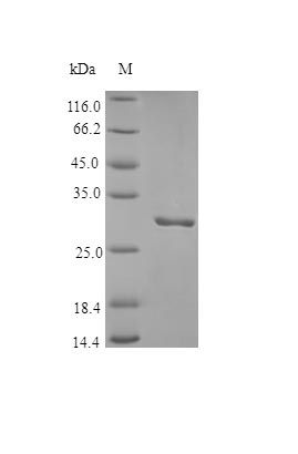 Human PLMN protein (Active)