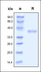 Human R-Spondin 1 / RSPO1 Protein