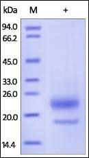 Human R-Spondin 3 Protein, His Tag